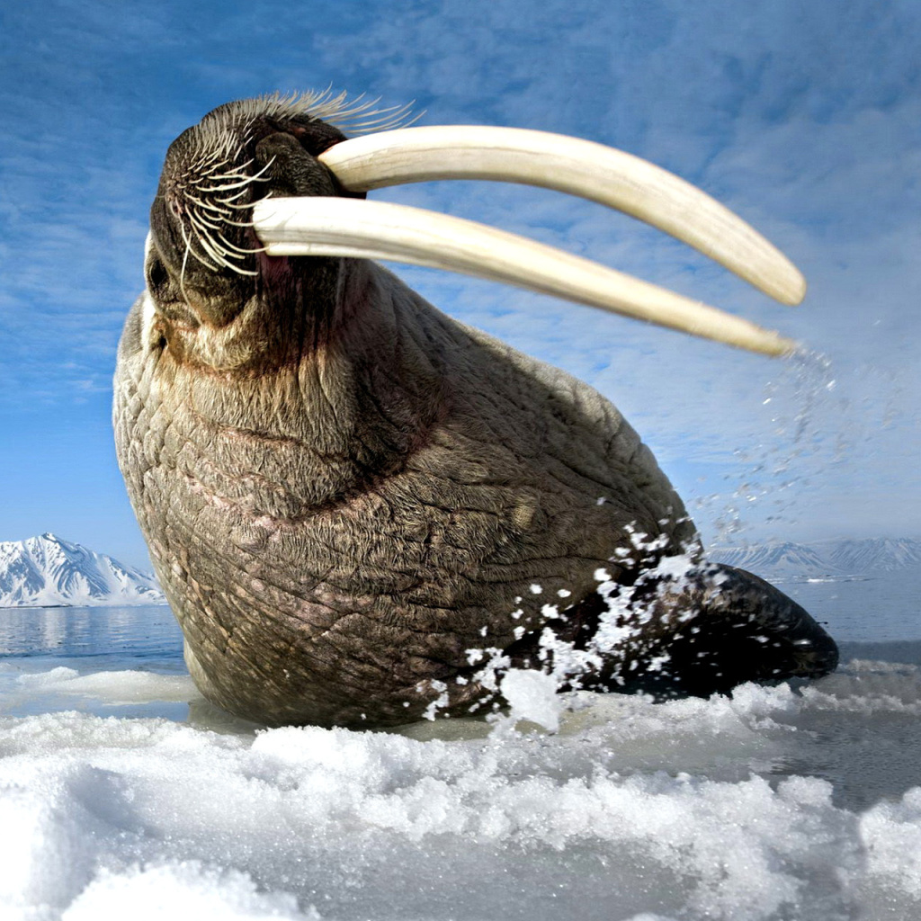 Das Walrus on ice floe Wallpaper 1024x1024