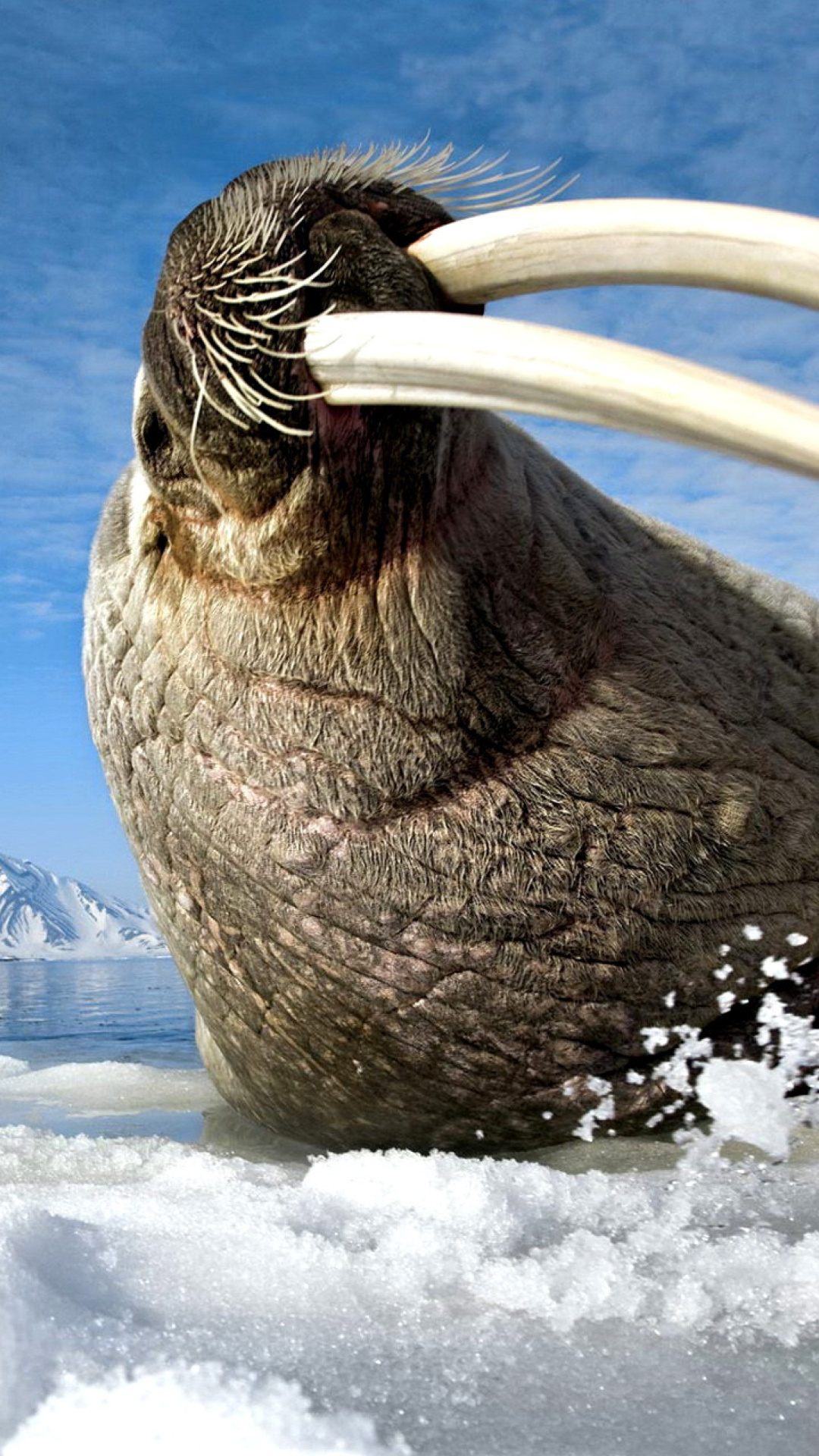 Обои Walrus on ice floe 1080x1920