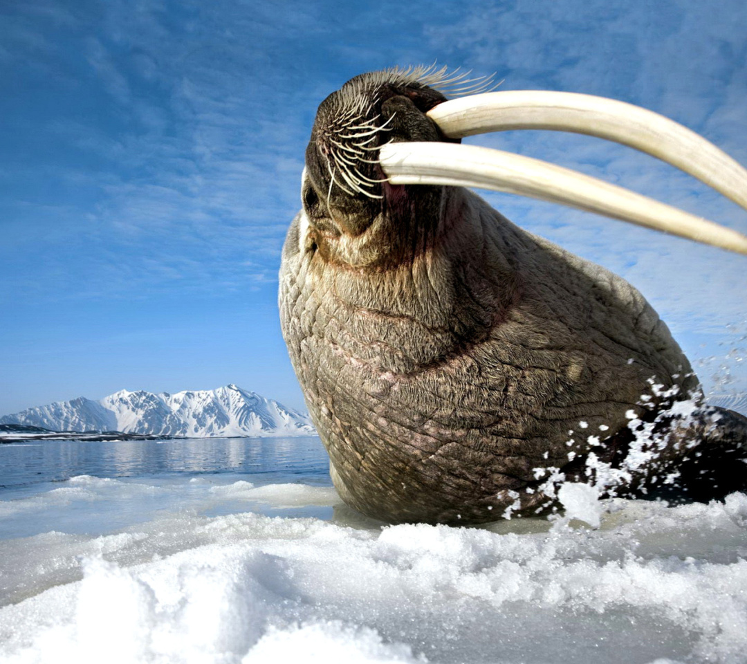 Das Walrus on ice floe Wallpaper 1080x960