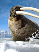 Обои Walrus on ice floe 132x176