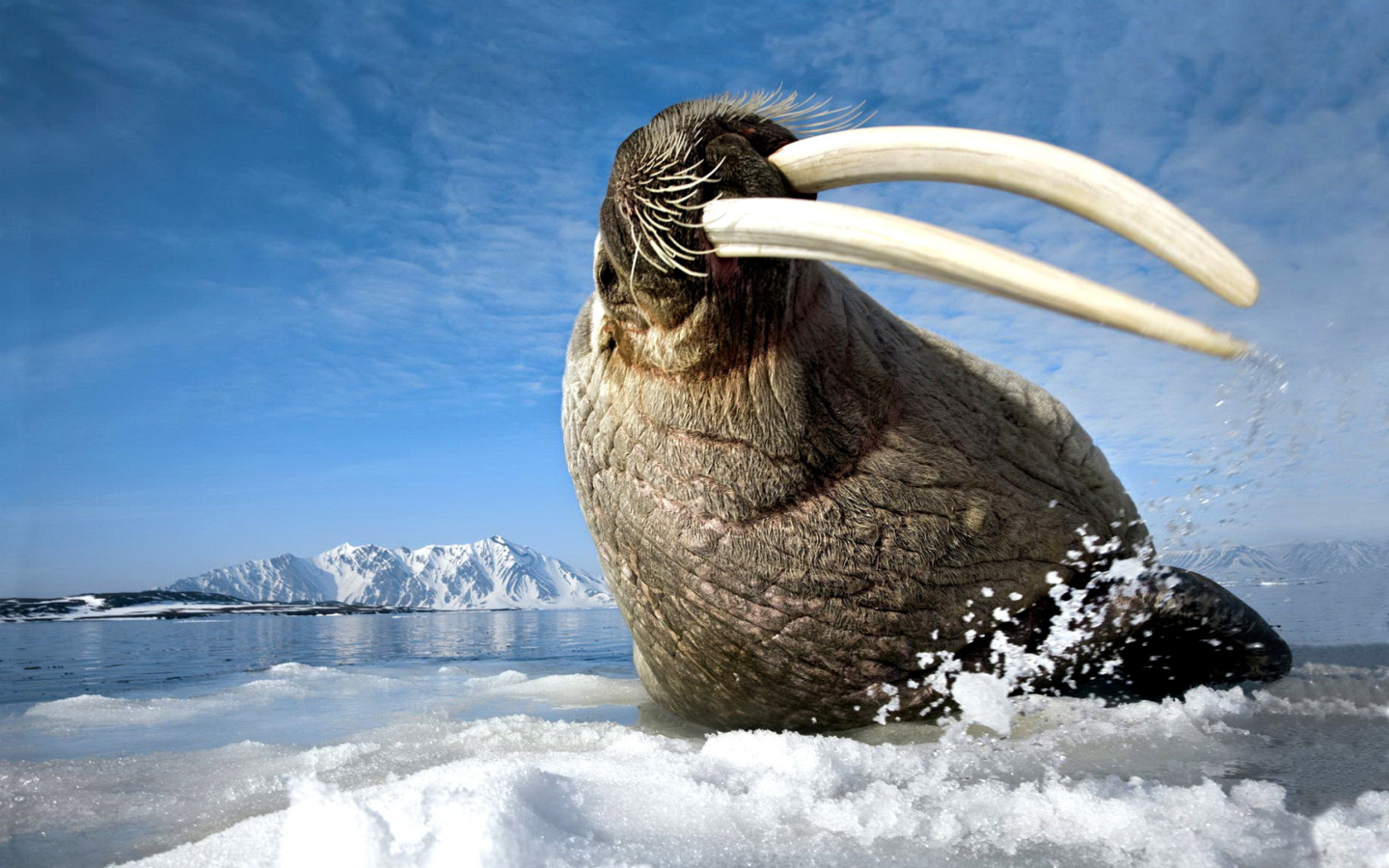 Walrus on ice floe wallpaper 1440x900
