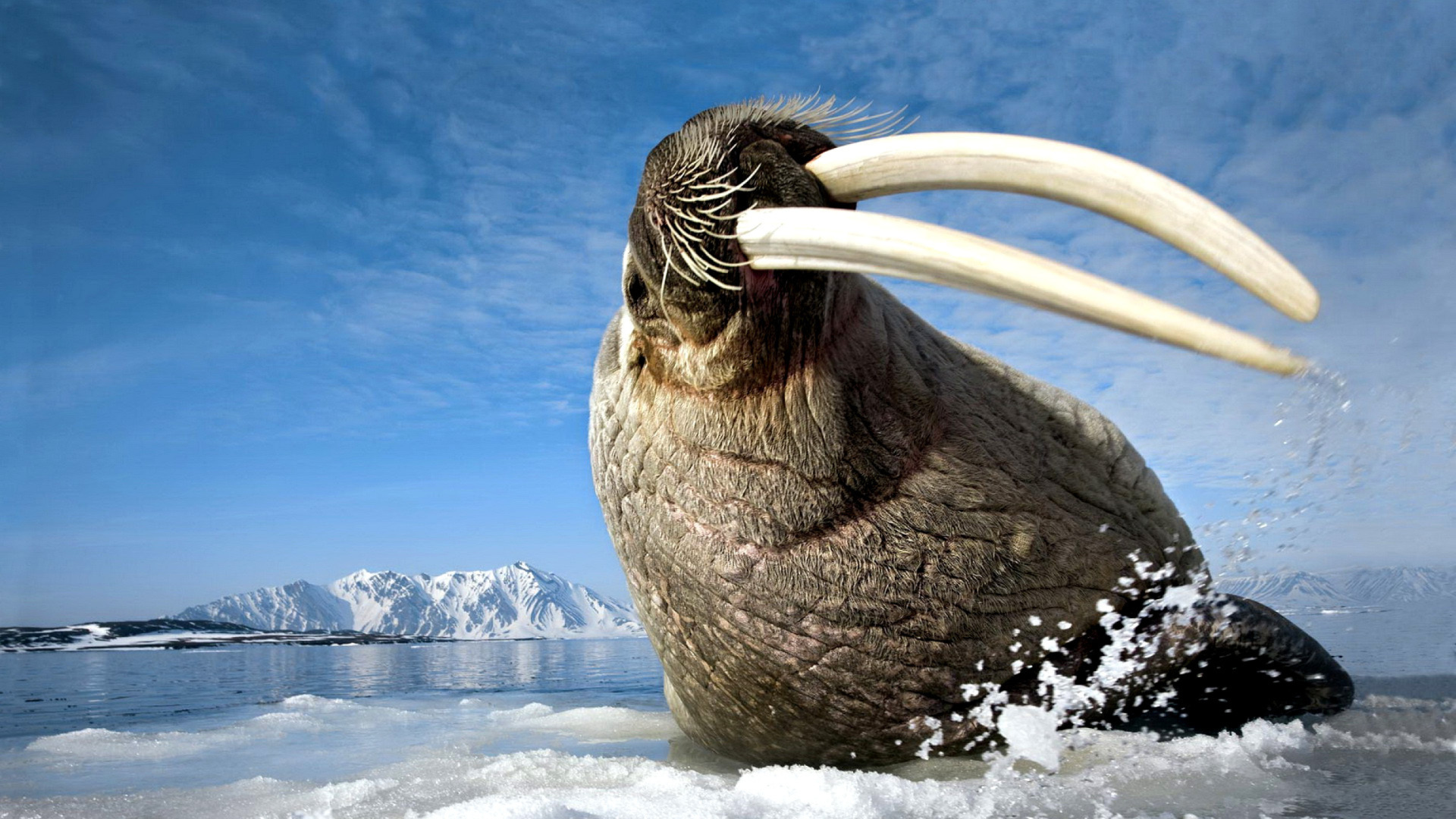 Sfondi Walrus on ice floe 1920x1080