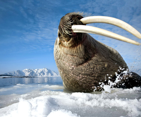 Обои Walrus on ice floe 480x400