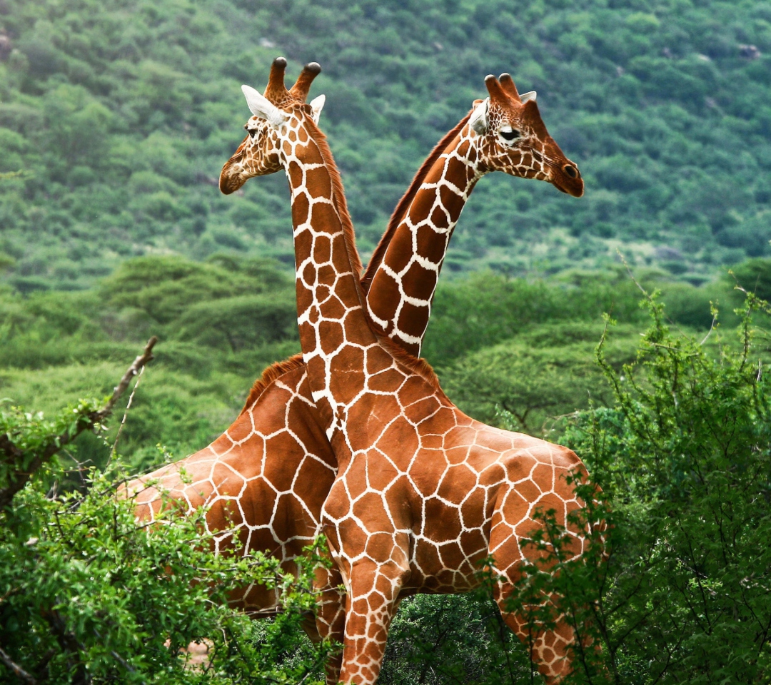 Обои Giraffes 1080x960