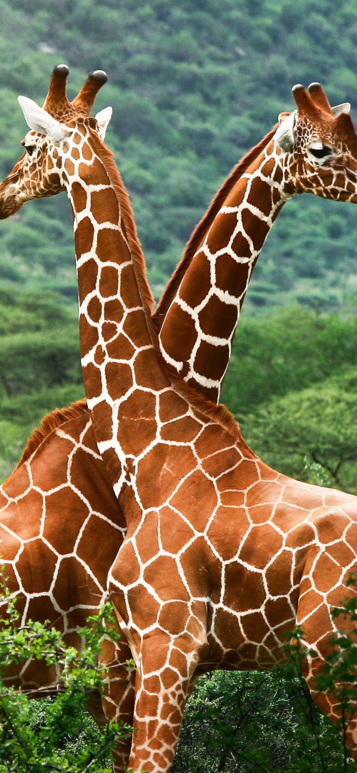 Screenshot №1 pro téma Giraffes 1170x2532