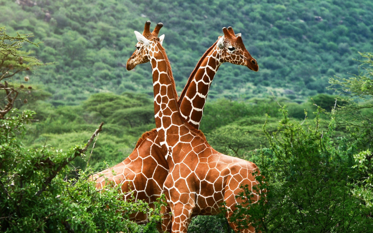 Giraffes wallpaper 1280x800
