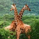 Sfondi Giraffes 128x128