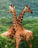 Giraffes wallpaper 128x160