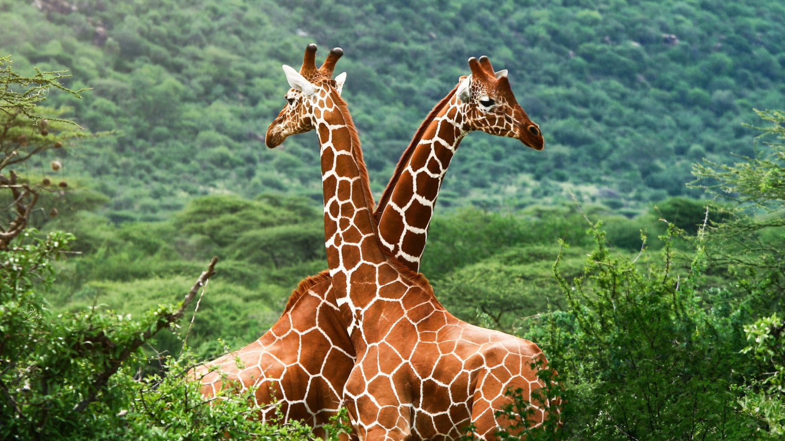 Giraffes wallpaper 1600x900