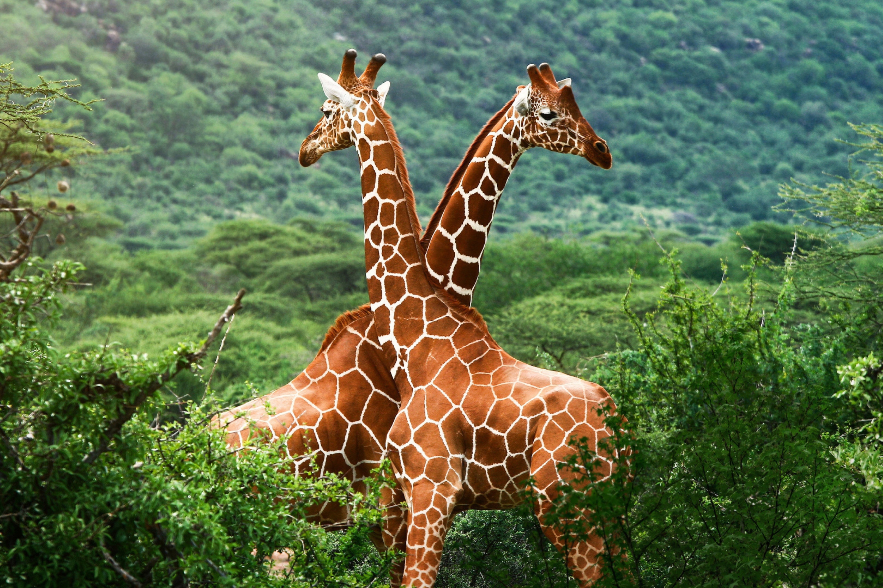 Screenshot №1 pro téma Giraffes 2880x1920