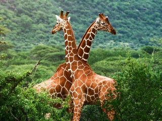 Обои Giraffes 320x240