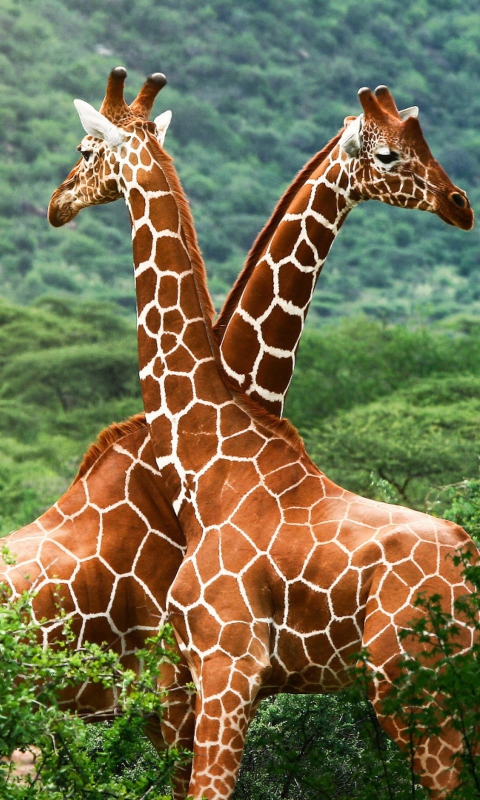 Giraffes wallpaper 480x800