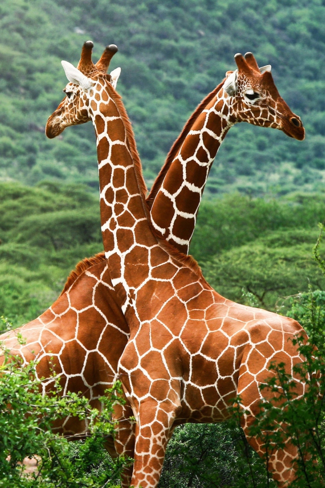 Обои Giraffes 640x960