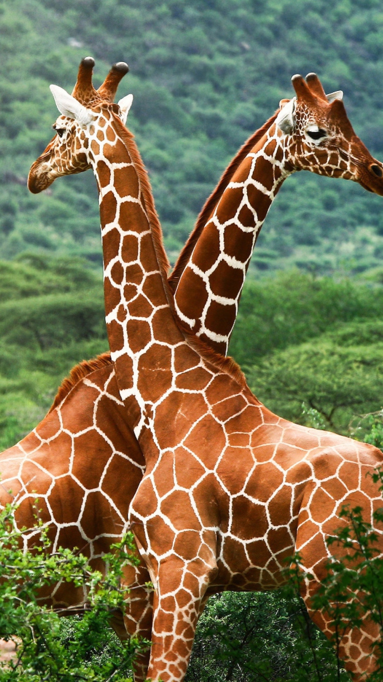 Fondo de pantalla Giraffes 750x1334