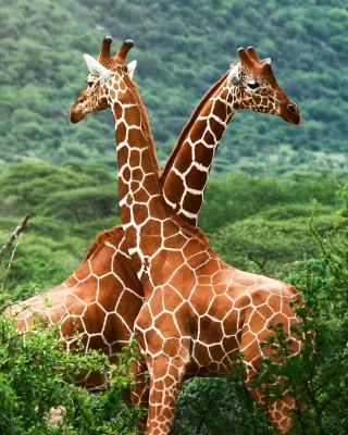 Giraffes Wallpaper for 132x176