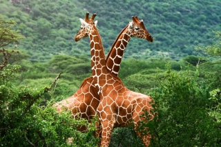 Giraffes - Obrázkek zdarma 
