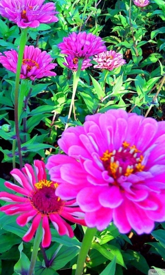 Screenshot №1 pro téma Pink Flowers 240x400