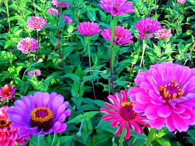 Pink Flowers screenshot #1 640x480