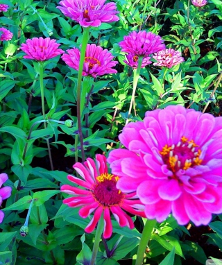 Pink Flowers sfondi gratuiti per HTC Pure