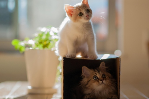 Обои Two Kittens 480x320