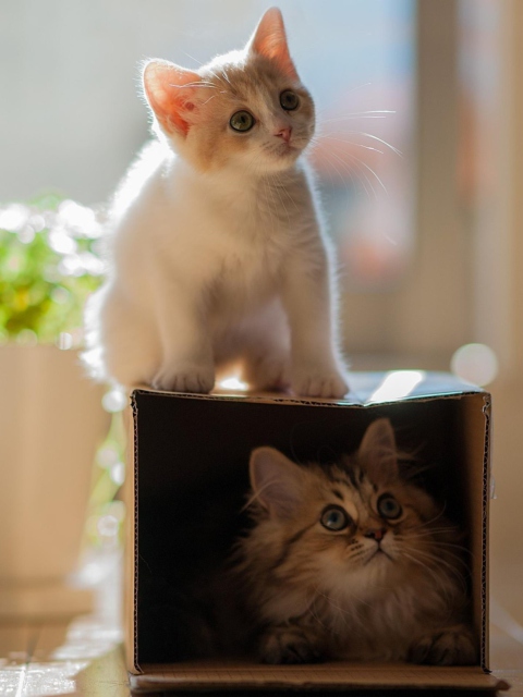 Обои Two Kittens 480x640