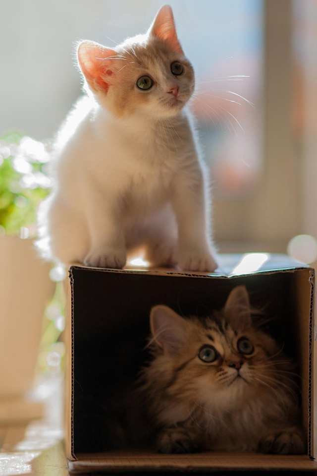 Two Kittens wallpaper 640x960