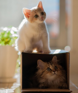 Two Kittens sfondi gratuiti per iPhone 4S