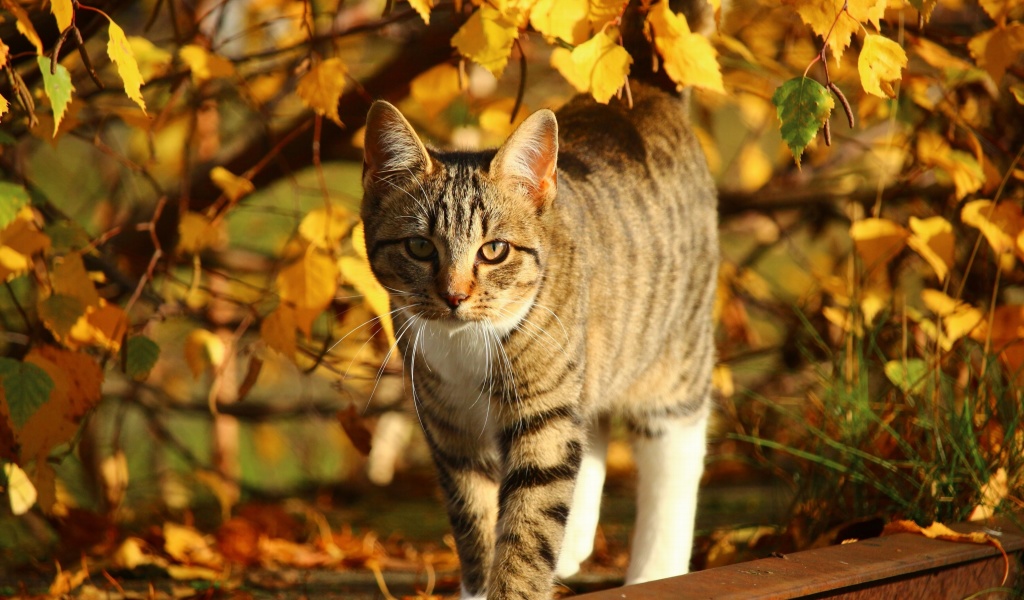 Tabby cat in autumn garden wallpaper 1024x600