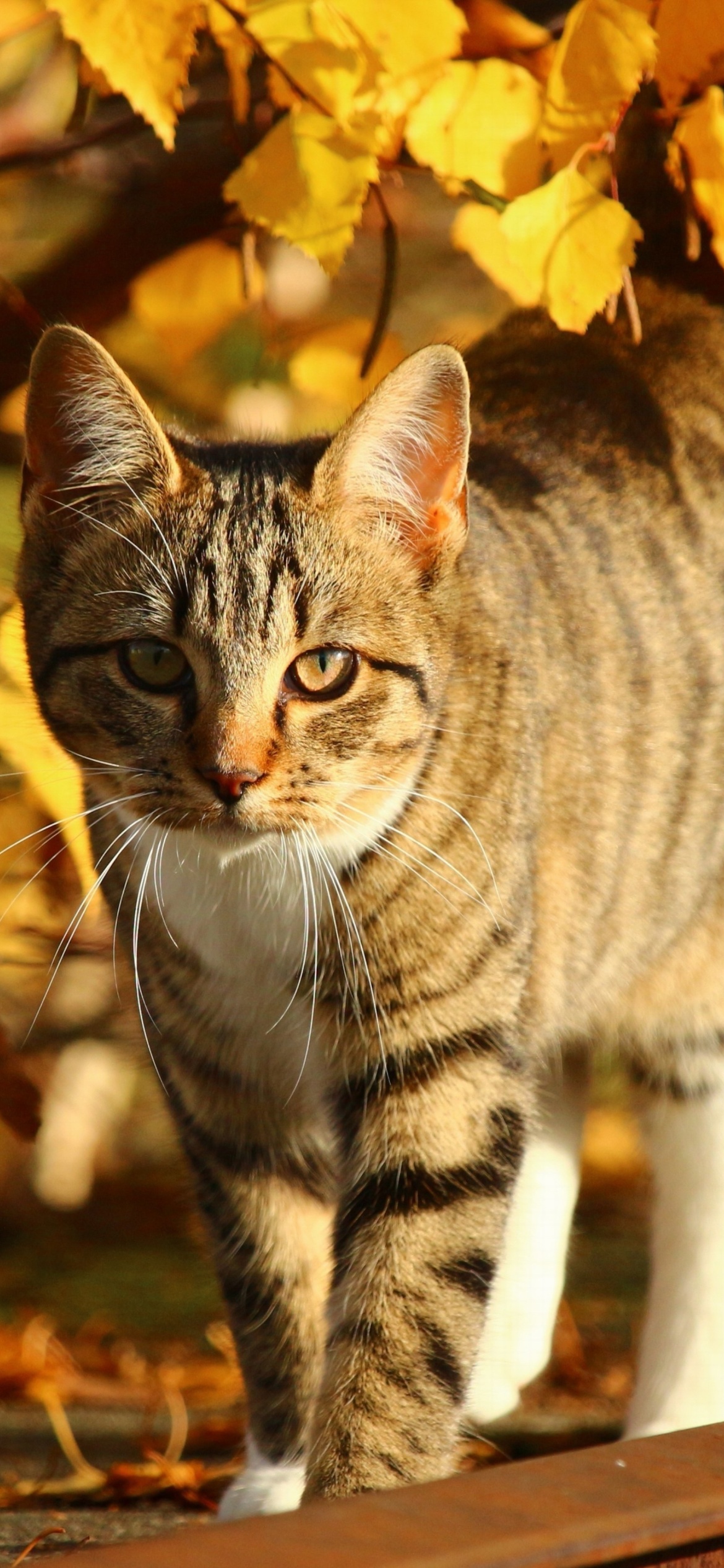 Обои Tabby cat in autumn garden 1170x2532