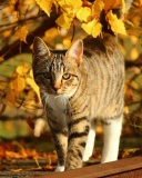 Das Tabby cat in autumn garden Wallpaper 128x160