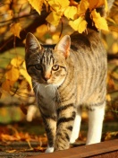 Tabby cat in autumn garden wallpaper 132x176