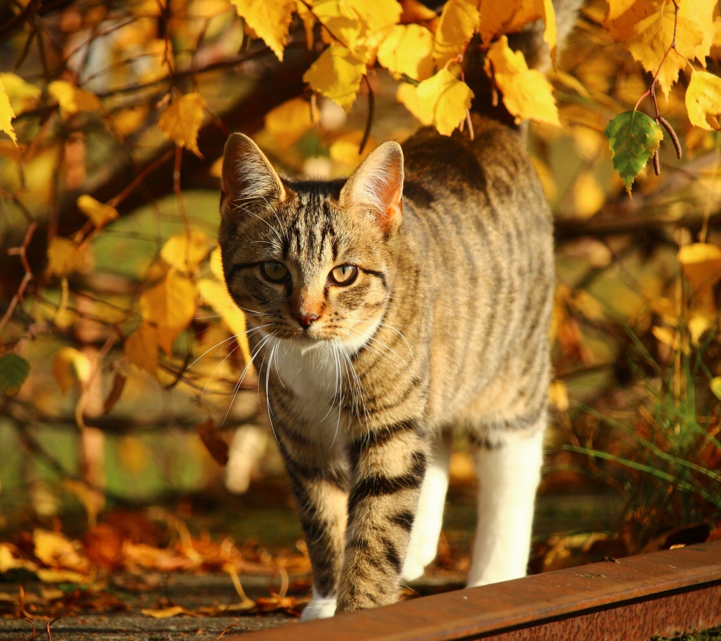 Das Tabby cat in autumn garden Wallpaper 1440x1280