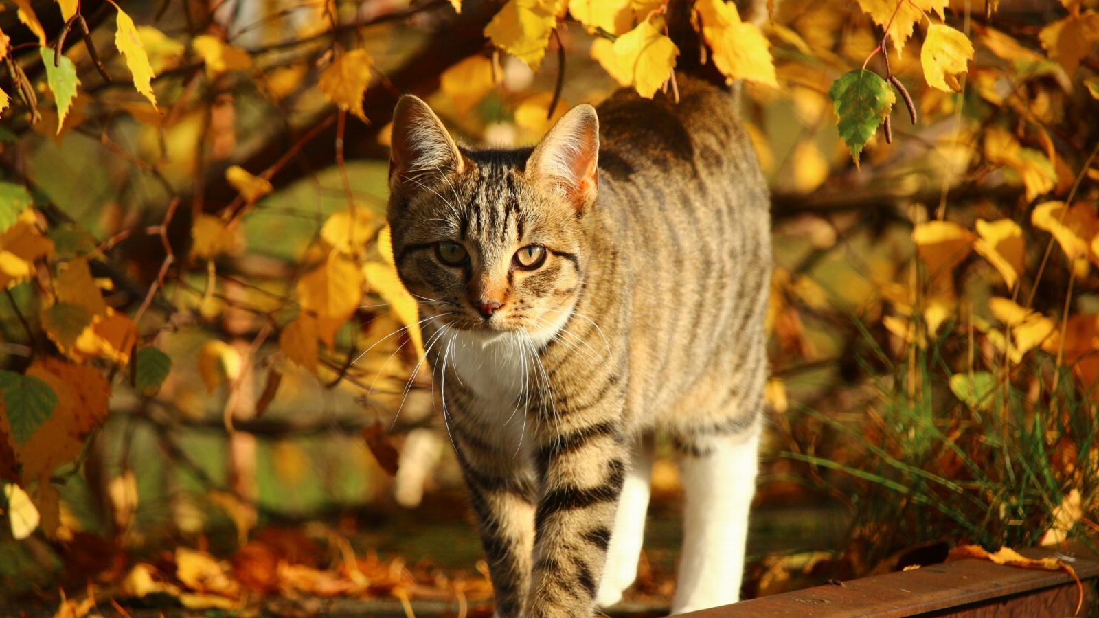 Tabby cat in autumn garden wallpaper 1600x900