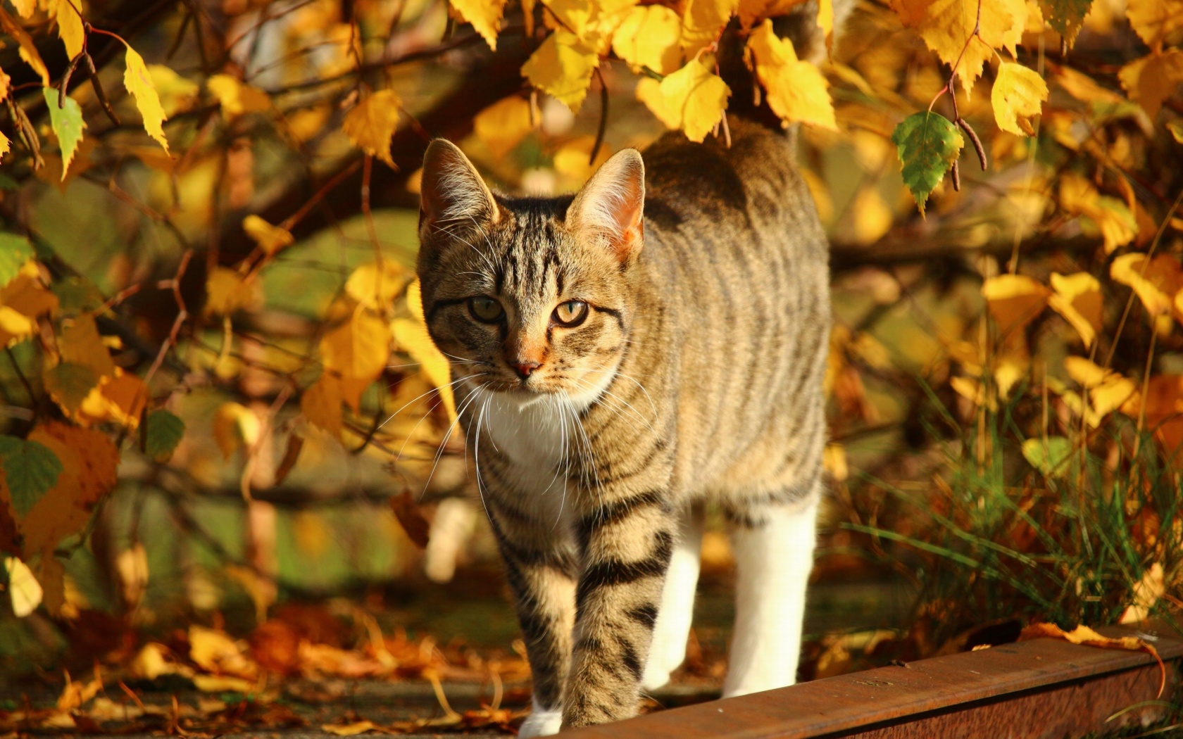 Tabby cat in autumn garden wallpaper 1680x1050