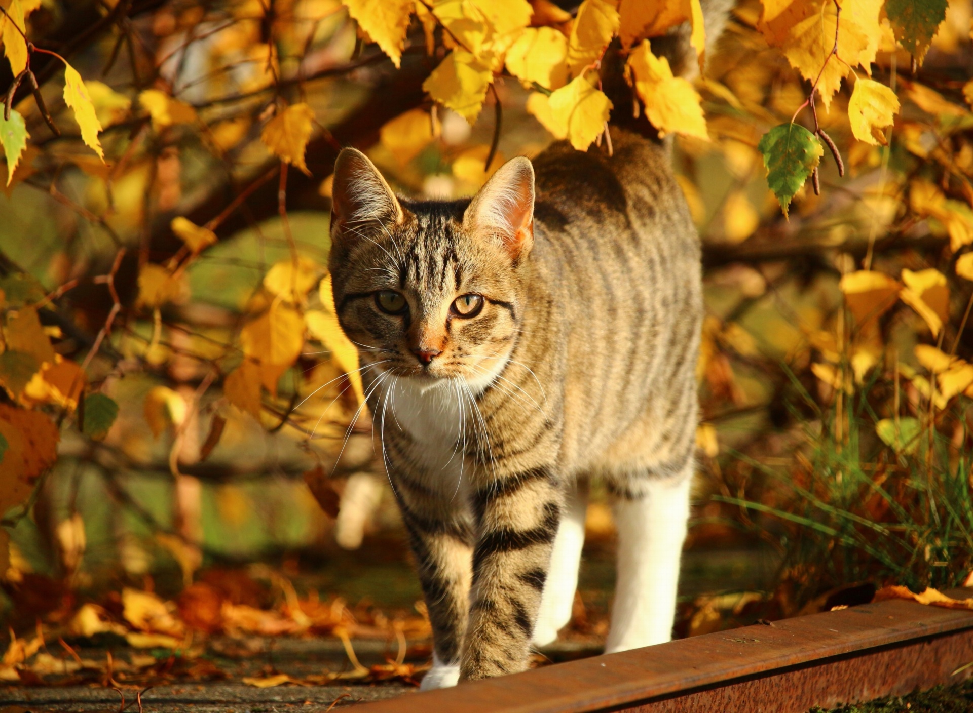 Das Tabby cat in autumn garden Wallpaper 1920x1408