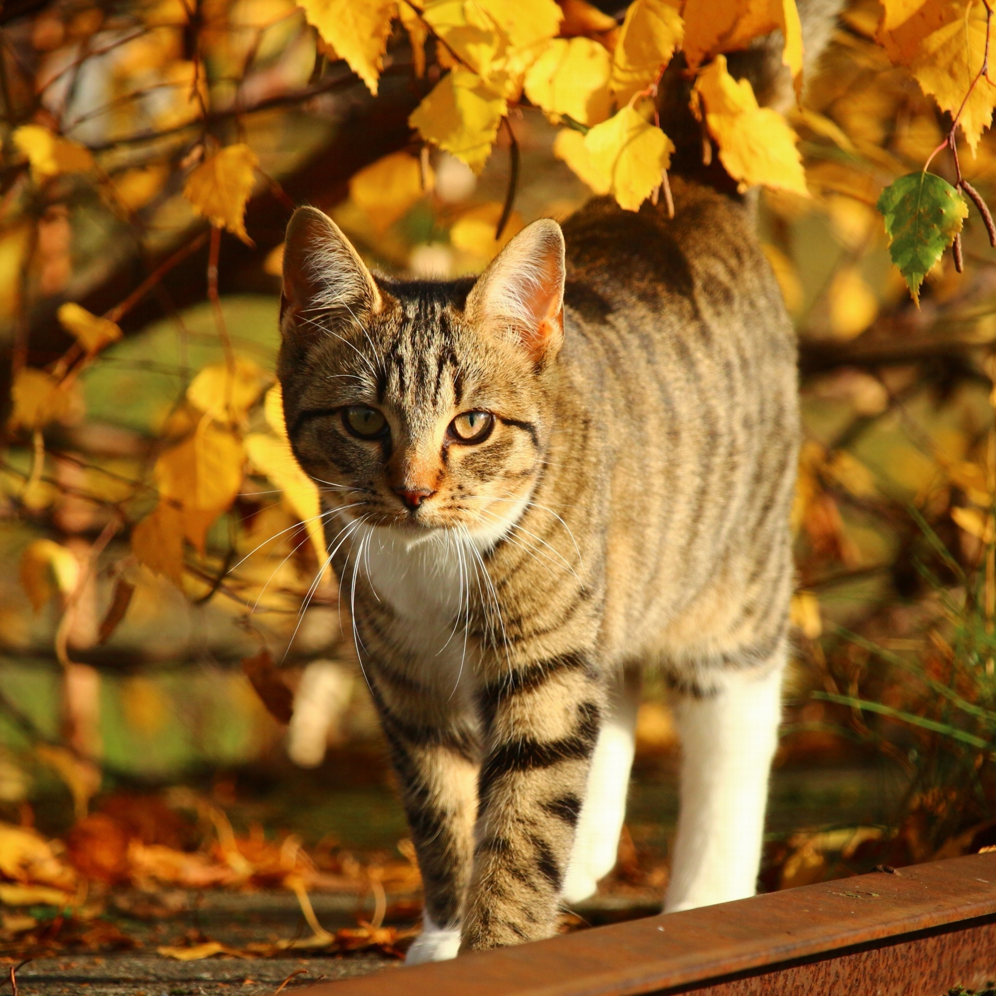 Das Tabby cat in autumn garden Wallpaper 2048x2048