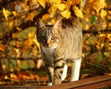 Tabby cat in autumn garden wallpaper 220x176
