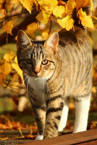 Das Tabby cat in autumn garden Wallpaper 320x480