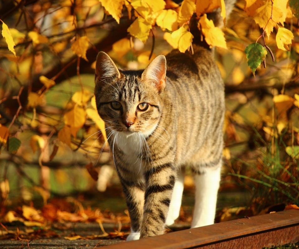 Fondo de pantalla Tabby cat in autumn garden 960x800