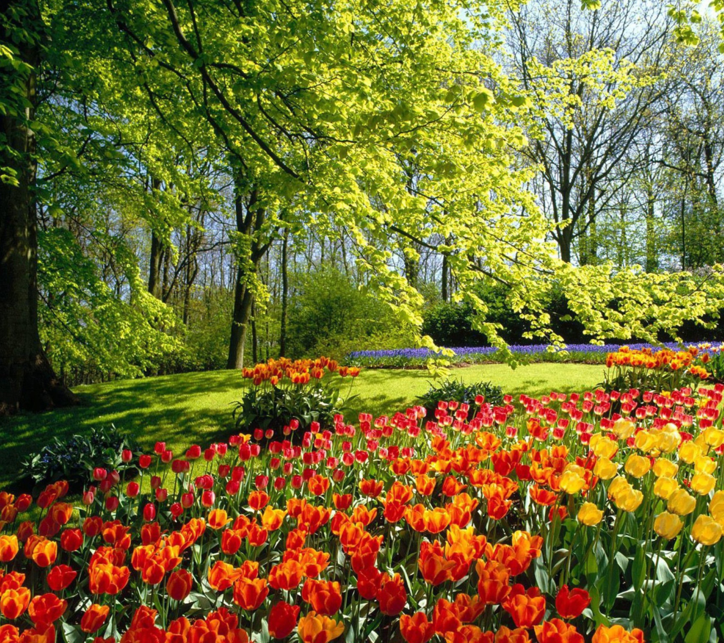 Spring Park wallpaper 1440x1280