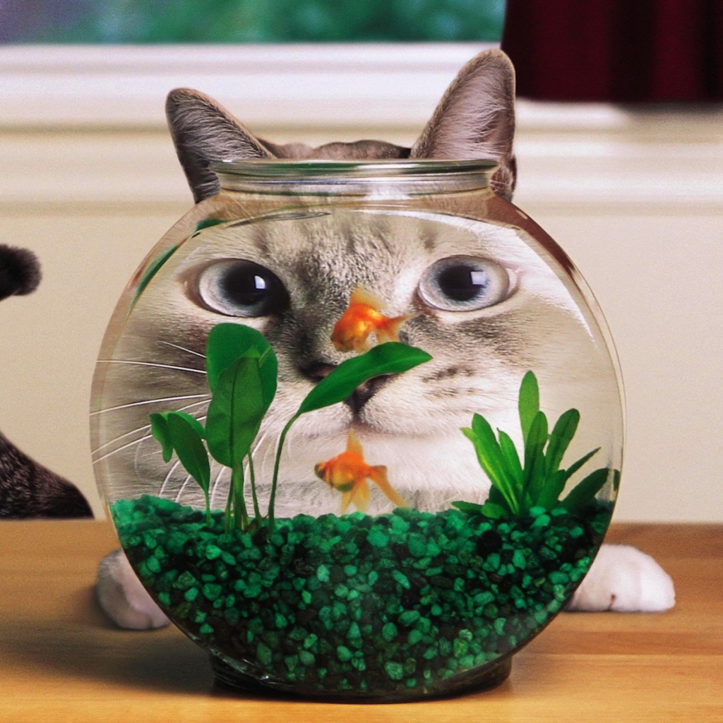Fondo de pantalla Aquarium Cat Funny Face Distortion 1024x1024