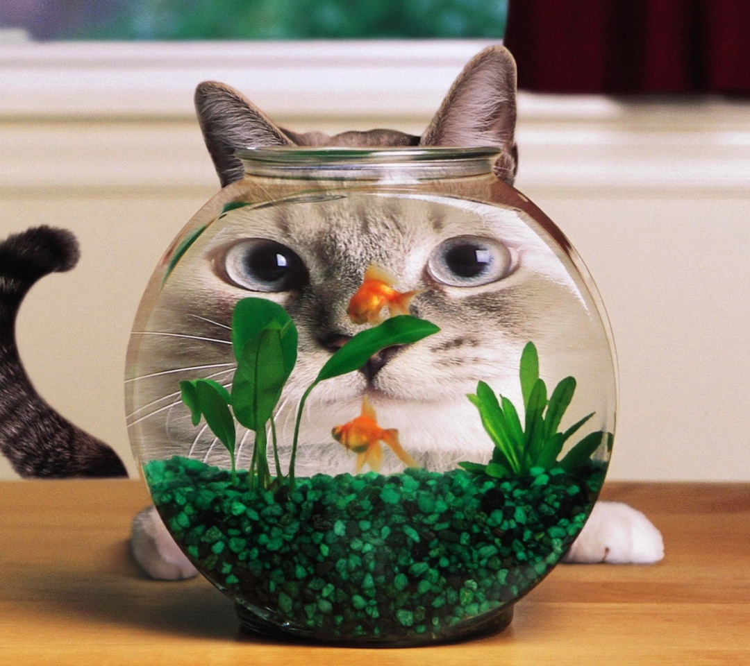 Fondo de pantalla Aquarium Cat Funny Face Distortion 1080x960