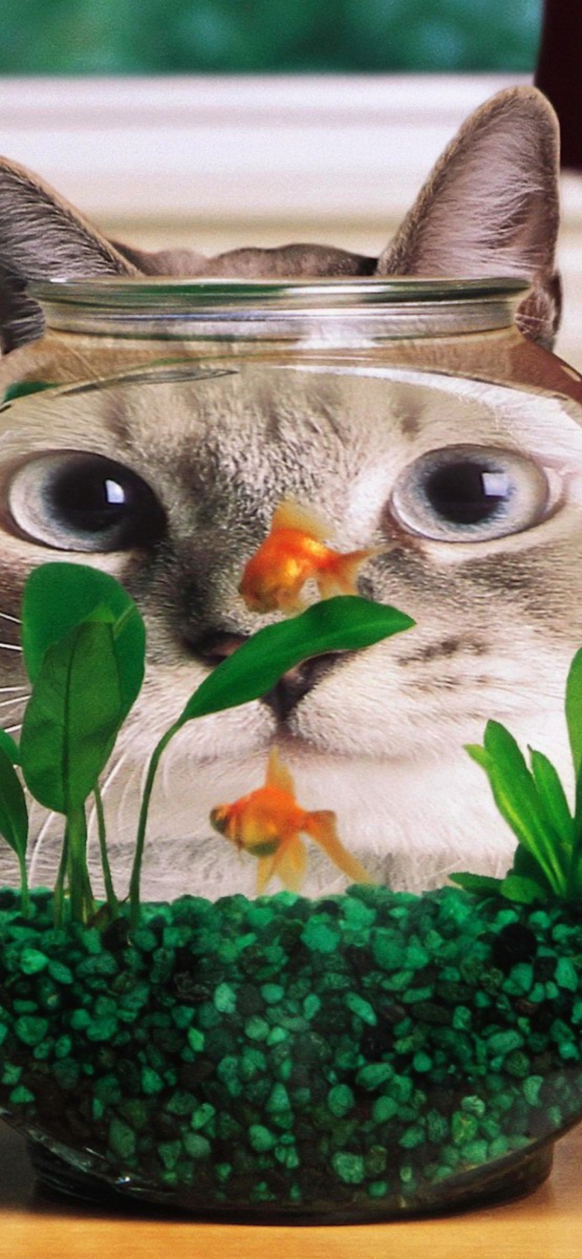 Sfondi Aquarium Cat Funny Face Distortion 1170x2532