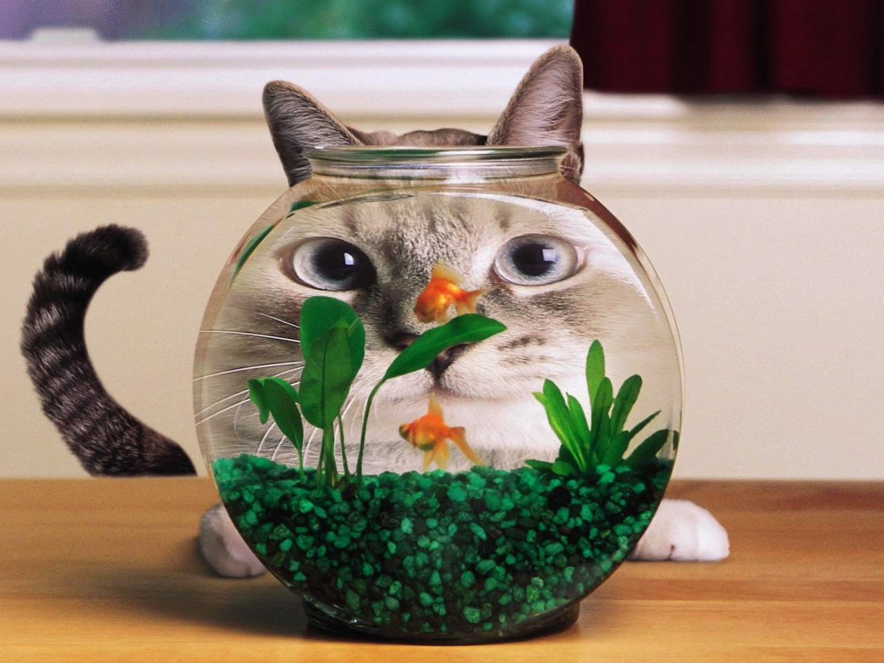 Обои Aquarium Cat Funny Face Distortion 1280x960