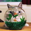 Screenshot №1 pro téma Aquarium Cat Funny Face Distortion 128x128
