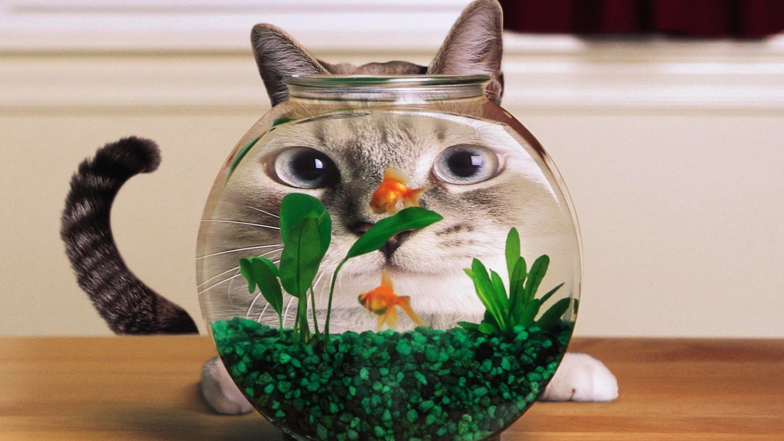 Aquarium Cat Funny Face Distortion wallpaper 1600x900