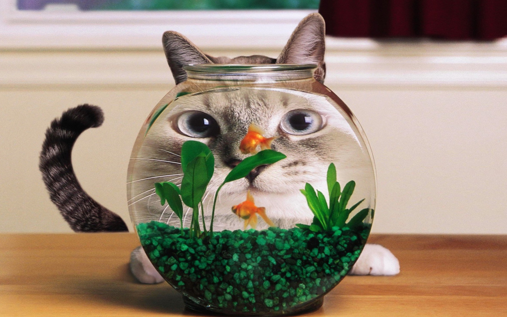 Aquarium Cat Funny Face Distortion wallpaper 1920x1200