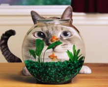 Screenshot №1 pro téma Aquarium Cat Funny Face Distortion 220x176