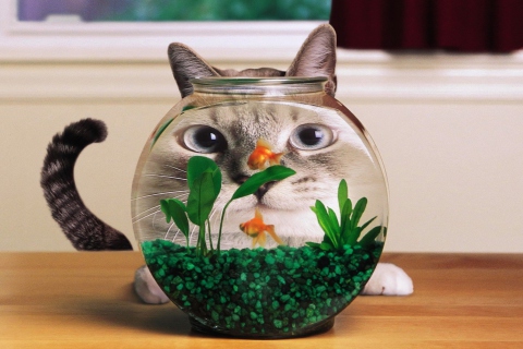 Fondo de pantalla Aquarium Cat Funny Face Distortion 480x320