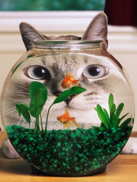 Das Aquarium Cat Funny Face Distortion Wallpaper 480x640